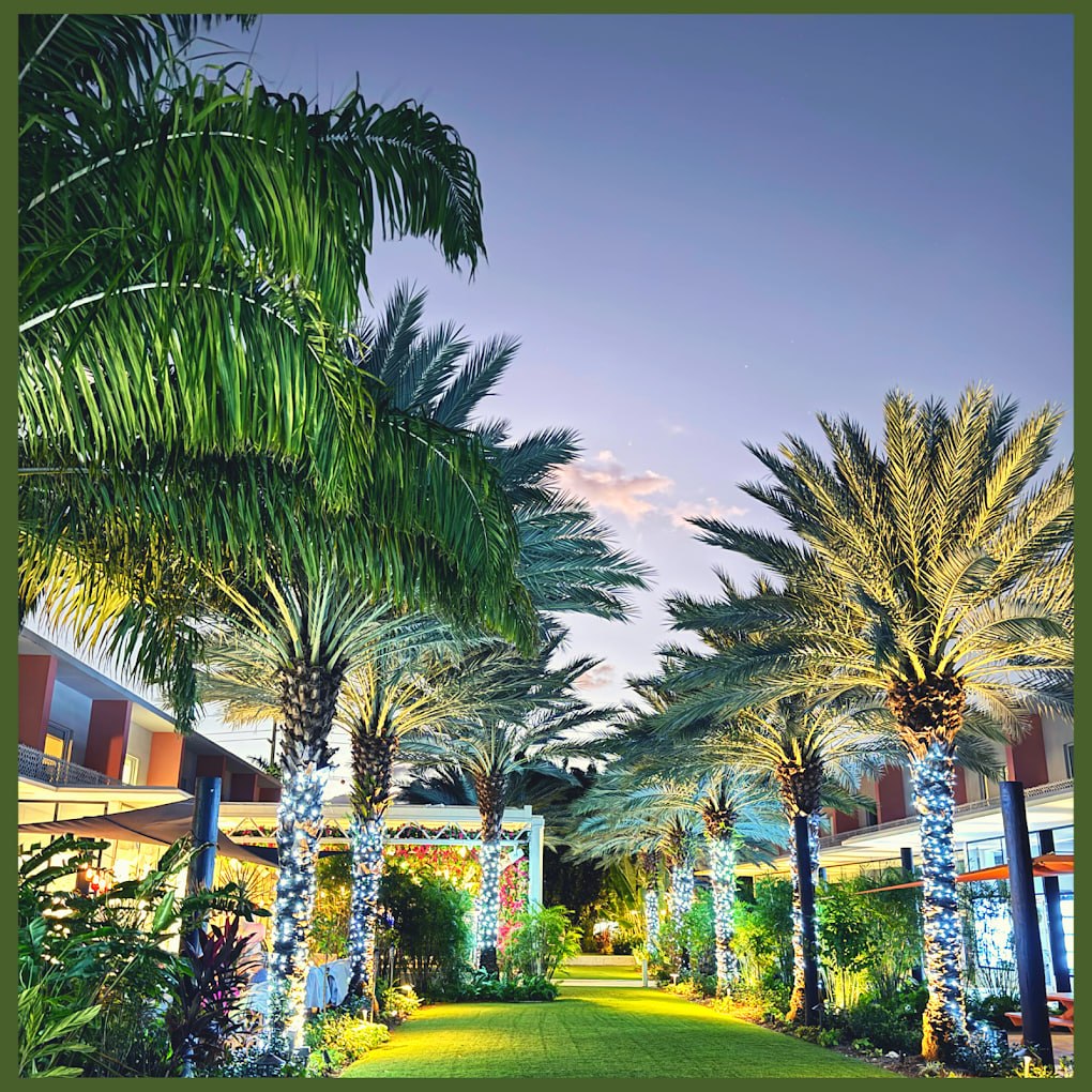 The Grove at dusk, with lit palms lining the central lawn between the retail and residential buildings